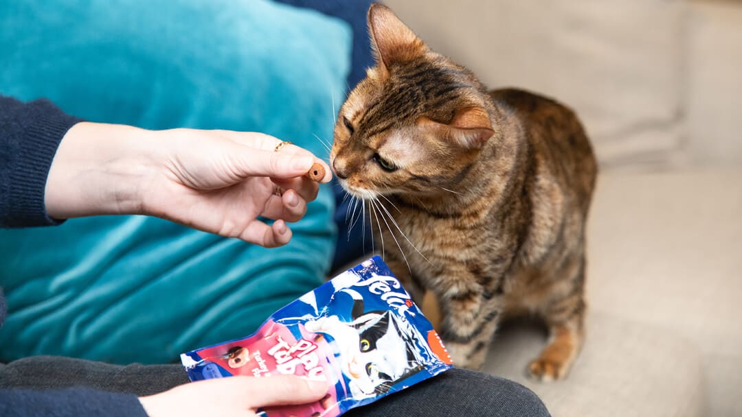 Katt njuter av en felix-godis