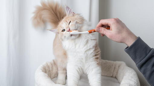 Borsta en katts tänder