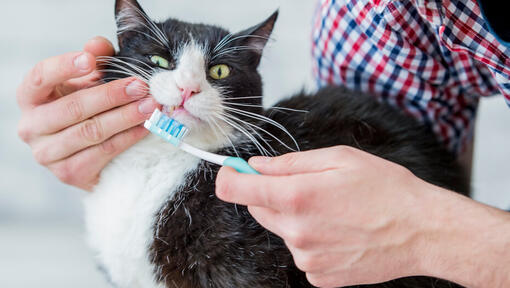 Katt med tandborste