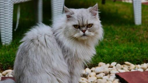 Chinchilla katt med grå päls tittar på någon
